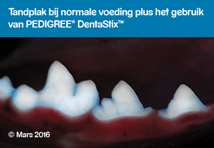 Waltham Pet Nutrition study met gebruik DentaStix™